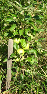 колонновидная яблоня, плоды 29кб